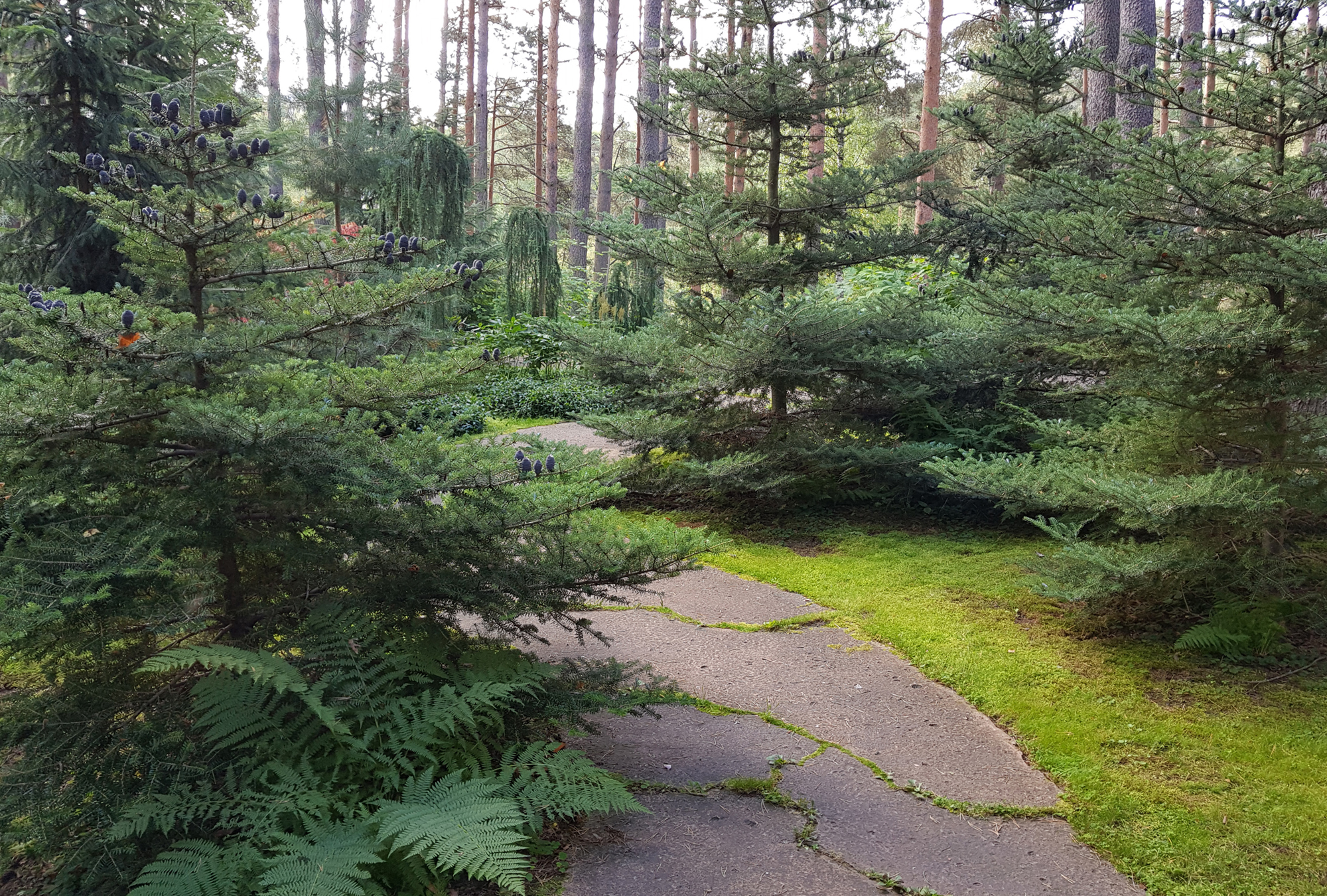 Лада Сад
